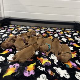 Male 1 - Dark golden male Golden Retriever puppy in Summerville, South Carolina from Pawmetto Goldens