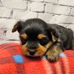Tucker - Blue and gold male Yorkshire Terrier puppy in Monticello, Iowa from Ashley’s Puppies