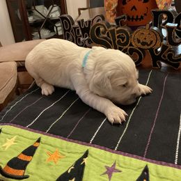 Golden Retriever Puppies from Tupelo Honey Farm's Golden Retrievers