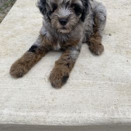 Aussiedoodle and Miniature Australian Shepherd Puppies from Dazy Mayze Mini Aussies and Aussiedoodles