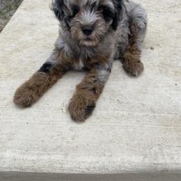 Aussiedoodle and Miniature Australian Shepherd Puppies from Dazy Mayze Mini Aussies and Aussiedoodles