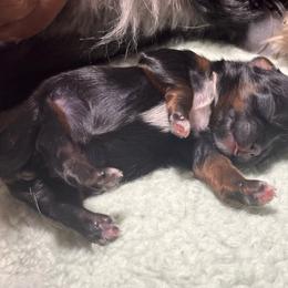 Kesha - Black white and silver female Shih Tzu puppy in Sacramento, California from NANA’S  QUALITY SHIH TZU'S