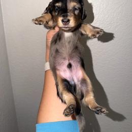 Boy 3 - Dapple male Dachshund puppy in Oroville, California from Barnes’ Doxies