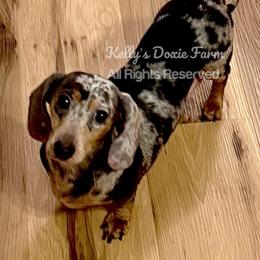 Trixie - Dachshund