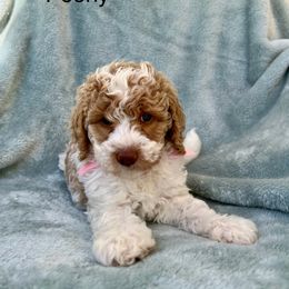 Australian Labradoodle, Bernedoodle, Double Doodle, Goldendoodle, and Poodle Puppies from Karlas Pet Rendezvous