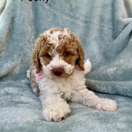 Australian Labradoodle, Bernedoodle, Double Doodle, Goldendoodle, and Poodle Puppies from Karlas Pet Rendezvous