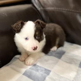 Miniature Australian Shepherd and Toy Australian Shepherd Puppies from Triple J Aussies