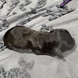 Slate - Black male Dachshund puppy in Cabool, Missouri from Dachshund's of Country Magic Farms in Missouri