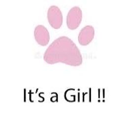 Girl 8 - Red tri-color female Aussiedoodle puppy in Four Oaks, North Carolina from RoseWest Farms