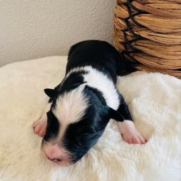 Arrow - Black tri-color male Australian Shepherd puppy in Zwingle, Iowa from Homestead Aussies & Doodles