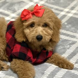 Goldendoodles, Poodles, and Yorkshire Terriers from Fancy Paws Inc