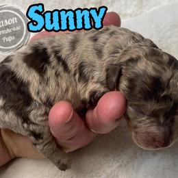 Sunny - Brown and tan male Cockapoo puppy in Anniston, Alabama from Mason Farmhouse Poodles, Doodles & Poos (Breeding & Stud Services)