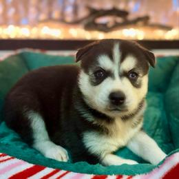 Snowflake - Black and white female Siberian Husky puppy in Tiverton, Rhode Island from Mount Hope Siberians