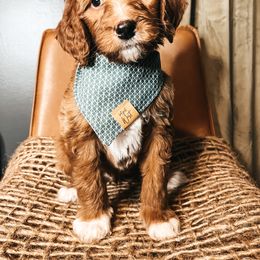 Goldendoodle Puppies from The Doting Doodle