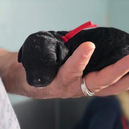 Chili - Black male Poodle puppy in Port Saint Lucie, Florida from Abbott Standard Poodles