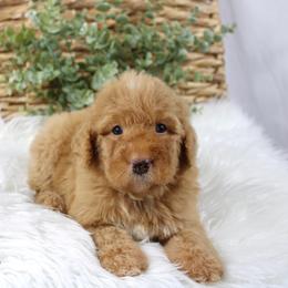 USA - Red male Bernedoodle puppy in Casa Grande, Arizona from AzDoodle Dandies
