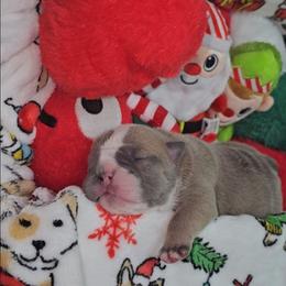 Valentine - Lilac tri-color female Bulldog puppy in Franklin Grove, Illinois from Illinois Bullies Kennel
