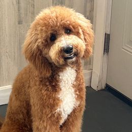 Izzy - Aussiedoodle