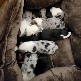 Collie Puppies from Katrina's Collies