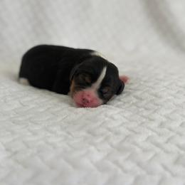 Ollie - Tri-color male Cavalier King Charles Spaniel puppy in Broxton, Georgia from Cavalier & Co.