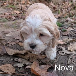 Nova Lee - Cream female Cockapoo puppy in Sunset, Louisiana from Cano Cockapoos