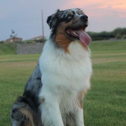 Kodah - Australian Shepherd