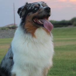 Kodah - Australian Shepherd