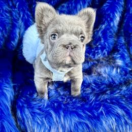 Jewel - Blue female French Bulldog puppy in Ben Lomond, Arkansas from Miesha Carver's Bulldogs