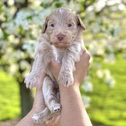Goldendoodle Puppies from Ohio Mini Goldendoodles for Sale