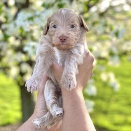 Goldendoodle Puppies from Ohio Mini Goldendoodles for Sale