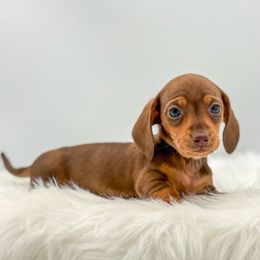 Vienna - Chocolate and tan female Dachshund puppy in Litchfield, Illinois from Charmm Dachshunds