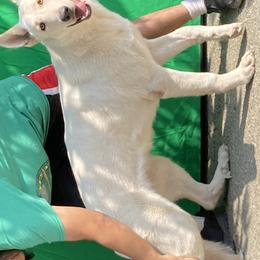 German Shepherds from Fauna Kennel