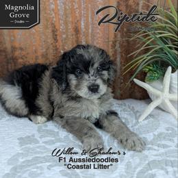 Riptide - Grey Collar - Blue merle male Aussiedoodle puppy in Oxford, Alabama from Magnolia Grove Doodles