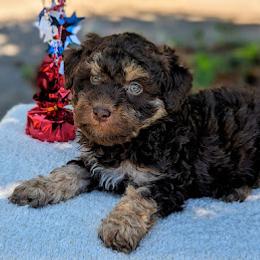 Aussiedoodle, Australian Shepherd, Bernedoodle, Cockapoo, Double Doodle, and Poodle Puppies from Sis' Doodles & Poodles