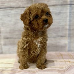 Natasha - Red female Cavapoo puppy in Logan, Utah from Mountain View Doodles