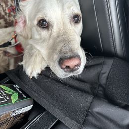 Kit - Golden Retriever