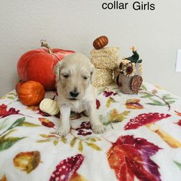 Goldendoodle Puppies from Cooper Goldendoodle