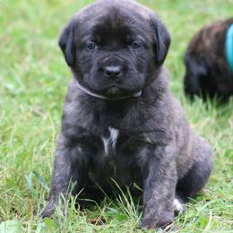 Boerboel Puppies from Northland Boerboels