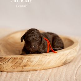 Sunday - Chocolate Goldendoodle puppy in Lusby, Maryland from C&C Goldendoodles