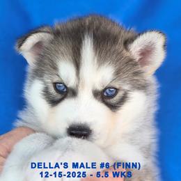 DELLA'S MALE 6 - Gray and white male Siberian Husky puppy in Manilla, Iowa from Bruck's Siberian Huskies