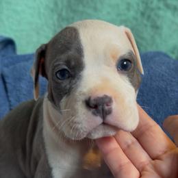 Gemma - Blue brindle female American Staffordshire Terrier puppy in Cosby, Tennessee from Edelhaus Kennel