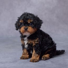 Gabe - Black and tan male Cavapoo puppy in Apple Creek, Ohio from Grandeur Valley Puppies