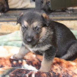 German Shepherd Puppies from Griffin's Mountain Kennel