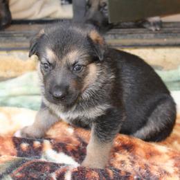 German Shepherd Puppies from Griffin's Mountain Kennel