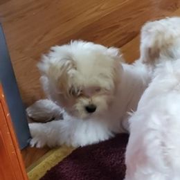 Maltese from Vazquez Maltese