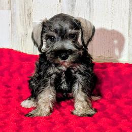 Fritz - Salt and pepper male Miniature Schnauzer puppy in Lufkin, Texas from Texas Lil Cowdogs