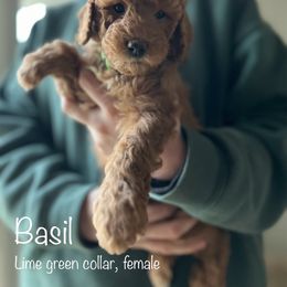 Poodle Puppies from Beltane Bonnies