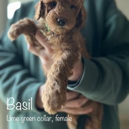 Poodle Puppies from Beltane Bonnies