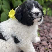 Raya  (Yellow) - White and black female Karakachan puppy in Franklin, Pennsylvania from Harvest Plantation