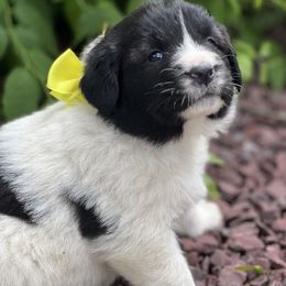 Raya  (Yellow) - White and black female Karakachan puppy in Franklin, Pennsylvania from Harvest Plantation